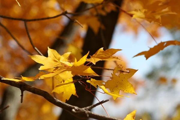 Natuur in de herfst, Altaj-gebied, West-Siberië, Rusland — Stockfoto