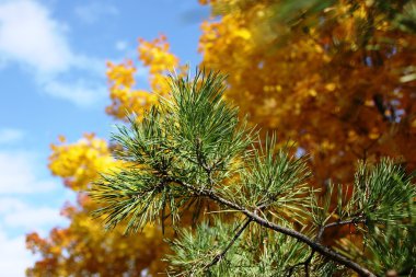 Doğa Sonbahar, altay toprakları, Batı Sibirya, Rusya Federasyonu