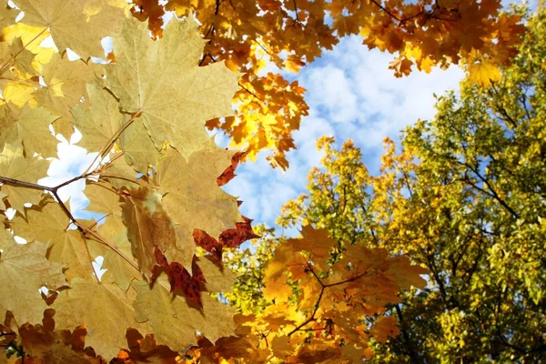 Природа осенью, Алтайский край, Западная Сибирь, Россия — стоковое фото