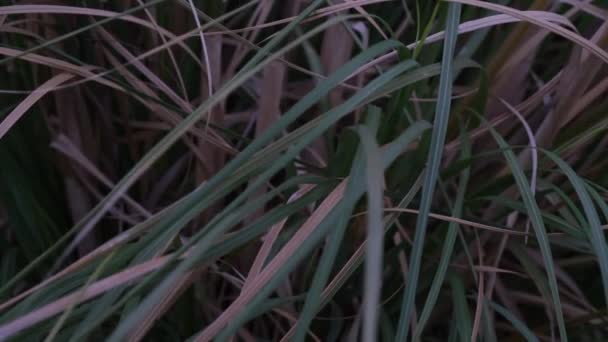 Groene arm plant in de natuur zwaaiend van de wind — Stockvideo