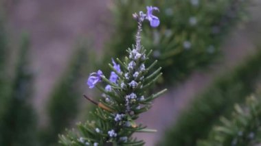 Doğadaki yeşil kol bitkisi rüzgarda sallanıyor.