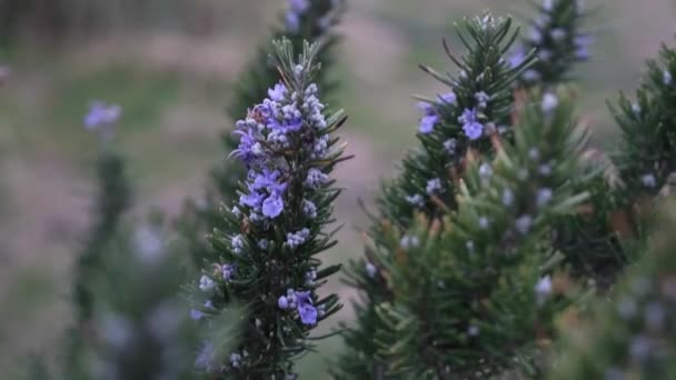 Groene arm plant in de natuur zwaaiend van de wind — Stockvideo