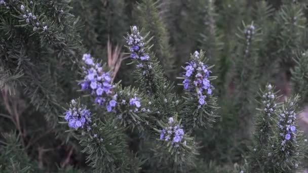 Πράσινο φυτό βραχίονα στη φύση ταλαντεύεται από τον άνεμο — Αρχείο Βίντεο