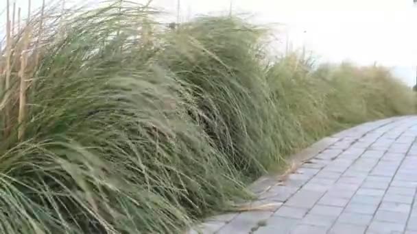 Planta braço verde na natureza balançando do vento — Vídeo de Stock