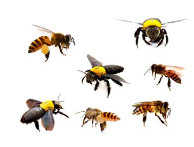 Beyaz arka planda izole edilmiş şirin küçük bal arısı. 