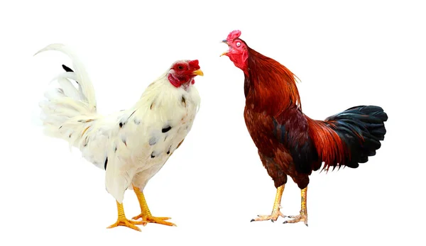 Gros Plan Coq Coloré Avec Peigne Rouge Poulet Race Indigène — Photo