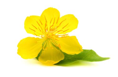 Common evening primrose flowers isolated on white  clipart