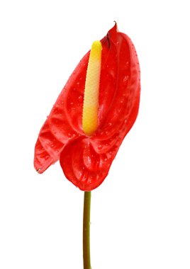 Siyah arkaplanda fotokopi spa 'sı olan anthurium çiçeklerinin kapatılması