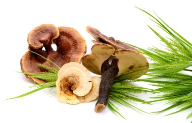 Ganoderma Lucidum Mantarı beyaz arka planda izole edildi