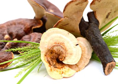 Ganoderma Lucidum Mantarı beyaz arka planda izole edildi