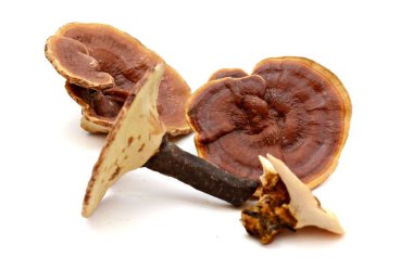 Beyaz arka planda Ganoderma lucidum