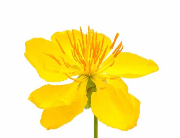 Akşamlar Çuha Çiçeği Oenothera Biennis — Stok fotoğraf