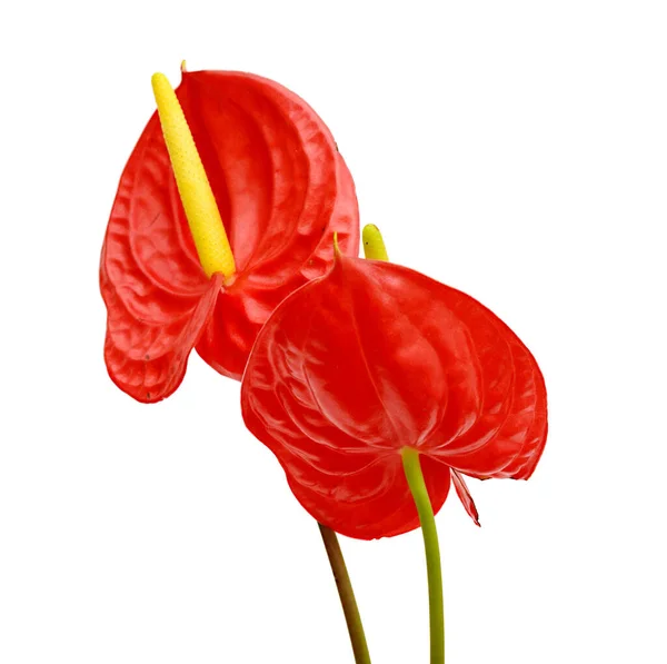 Red Anthurium Andraeanum Flor Flamenca Flor Aislada Sobre Fondo Blanco — Foto de Stock