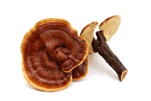 Ganoderma Lucidum Geïsoleerd Witte Achtergrond — Stockfoto