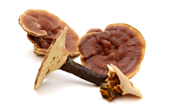 Ganoderma Lucidum Een Witte Achtergrond — Stockfoto