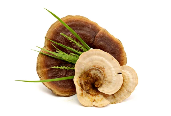 Ganoderma Lucidum Een Witte Achtergrond — Stockfoto