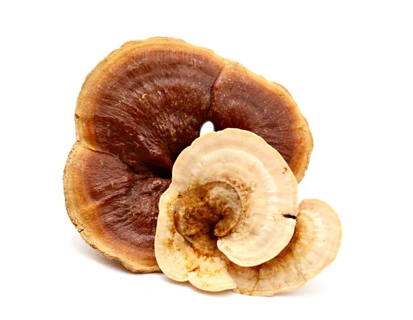 Lingzhi Ganoderma Lucidum 흰색으로 분리되었다 — 스톡 사진