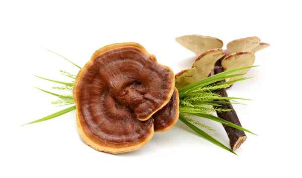 Ganoderma Lucidum Izolované Bílém Pozadí Stock Snímky