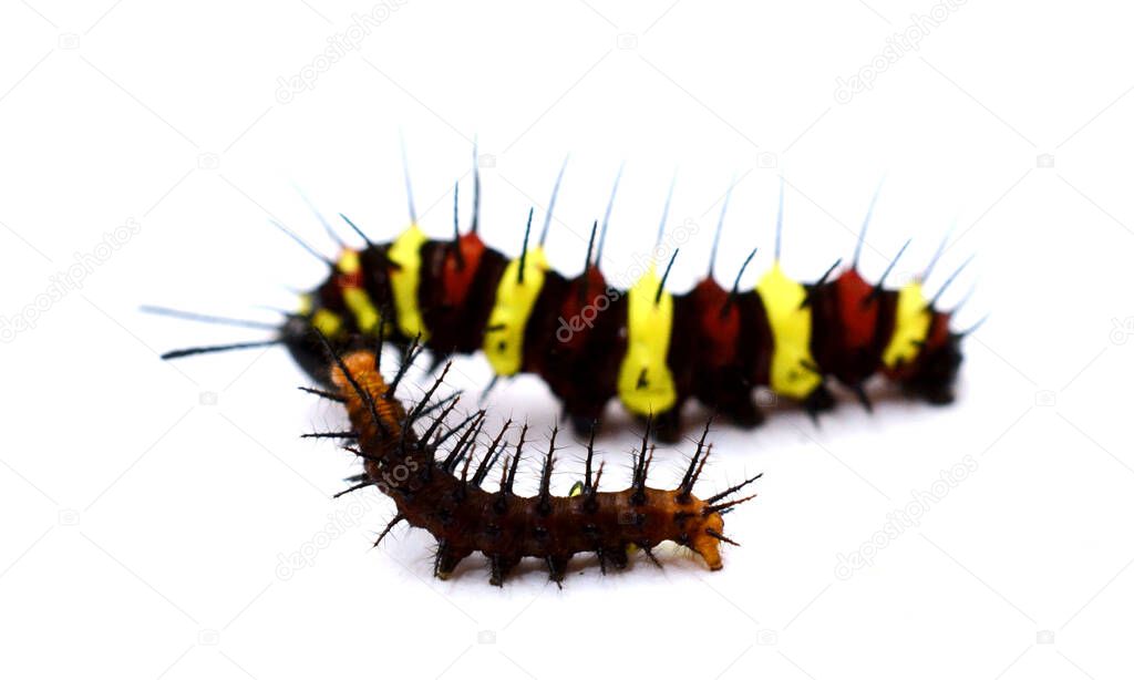Caterpillar isolated on white background - Inachis io 