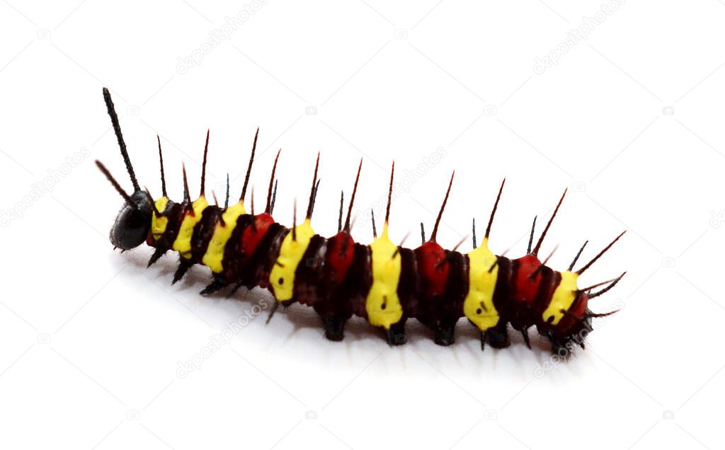 Caterpillar isolated on white background - Inachis io 