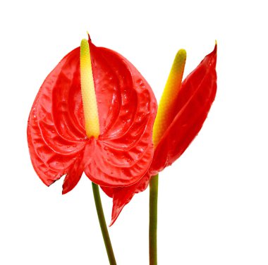 Flamingo çiçeği doğada güzeldir. 