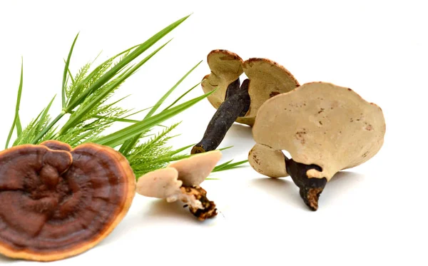 Ganoderma Lucidum Een Witte Achtergrond — Stockfoto