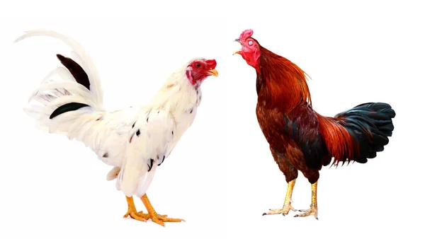 チョーク 雄鶏の肖像画 農場で鶏 鶏と鶏 — ストック写真