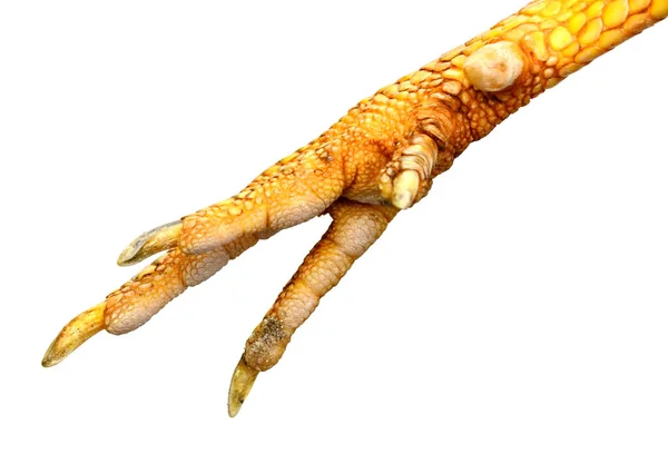 Crossed Each Other Pink Chicken Feet Claws — Stock Photo, Image