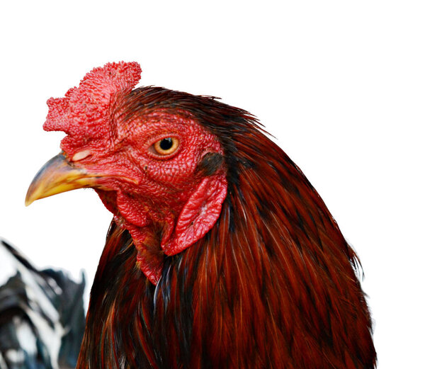 Colorful Rooster Isolated On White 