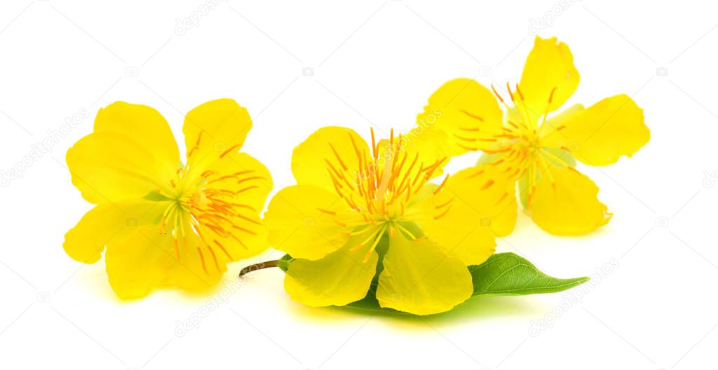 Blooming yellow Mickey Mouse flowers. Micky mouse plant (Ochna kirkii Oliv.) With green leaves on natural background and blurred blue wall with copy space. Selective focus 