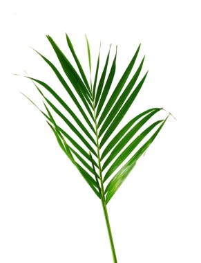 Sarı palmiye yaprakları (Dypsis lutescens) veya Altın baston palmiye, Areka palmiye yaprakları, kırpma yolu olan beyaz arka planda izole tropikal yapraklar 