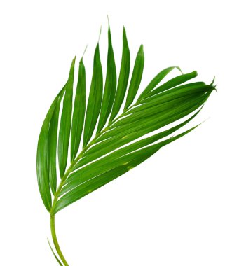 Sarı palmiye yaprakları (Dypsis lutescens) veya Altın baston palmiye, Areka palmiye yaprakları, kırpma yolu olan beyaz arka planda izole tropikal yapraklar 
