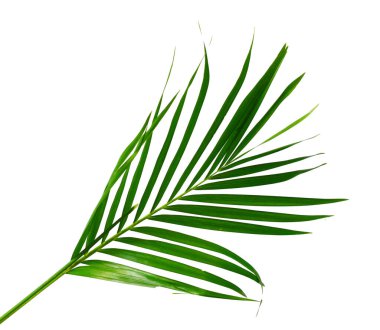 Sarı palmiye yaprakları (Dypsis lutescens) veya Altın baston palmiye, Areka palmiye yaprakları, kırpma yolu olan beyaz arka planda izole tropikal yapraklar 