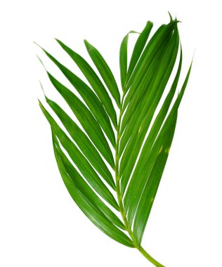 Sarı palmiye yaprakları (Dypsis lutescens) veya Altın baston palmiye, Areka palmiye yaprakları, kırpma yolu olan beyaz arka planda izole tropikal yapraklar 