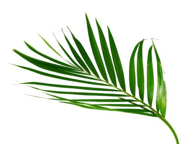 Sarı palmiye yaprakları (Dypsis lutescens) veya Altın baston palmiye, Areka palmiye yaprakları, kırpma yolu olan beyaz arka planda izole tropikal yapraklar 