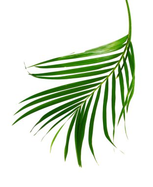 Sarı palmiye yaprakları, altın kamış palmiyesi, Areka palmiye yaprakları, beyaz arka planda izole edilmiş tropikal yapraklar, kırpma yolu. 