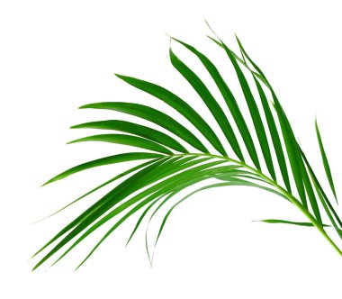 Beyaz arkaplanda hindistan cevizi yaprağı izole edildi