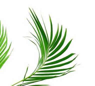 Palmiye ağacının yeşil yaprağı