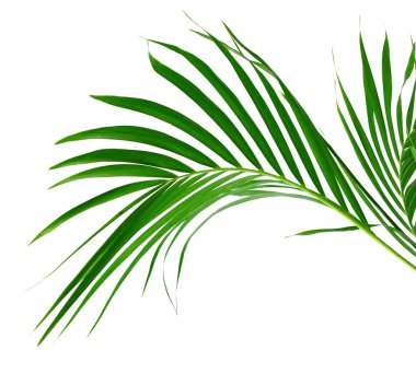 Beyaz arkaplanda hindistan cevizi yaprağı izole edildi