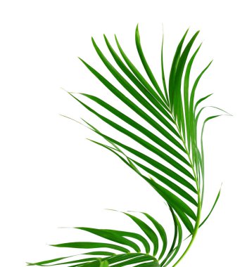 Beyaz arkaplanda hindistan cevizi yaprağı izole edildi