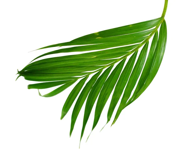 Gele Palmbladeren Dypsis Lutescens Gouden Rietpalm Areca Palmbladeren Tropisch Blad — Stockfoto