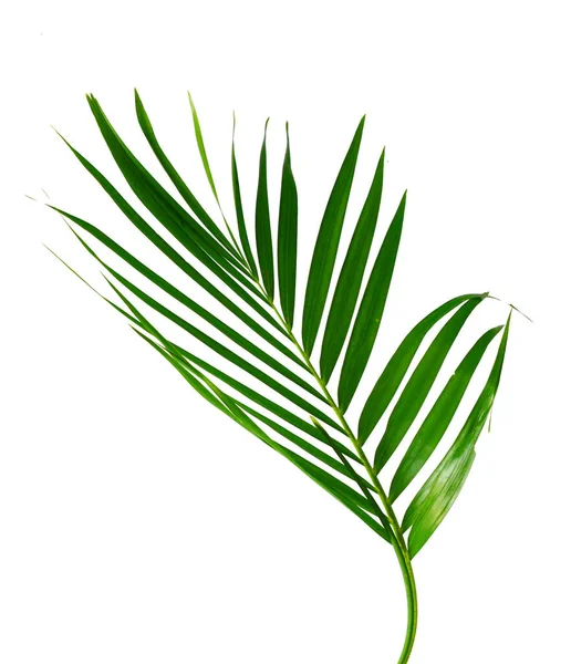 Yellow Palm Leaves Dypsis Lutescens Golden Cane Palm Areca Palm — Stock Photo, Image