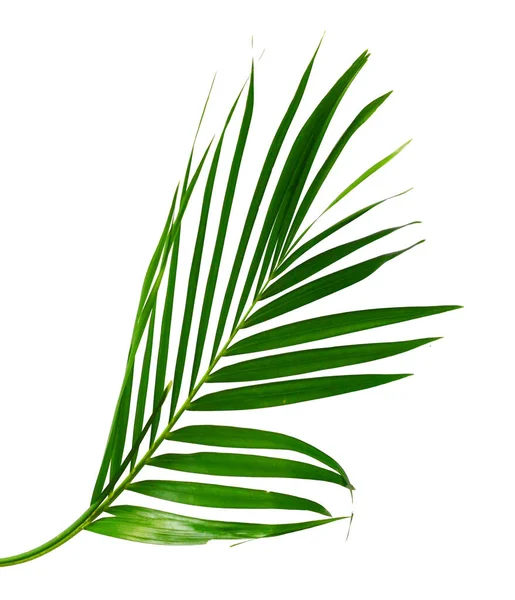 Yellow Palm Leaves Golden Cane Palm Areca Palm Leaves Tropical — Stock Photo, Image