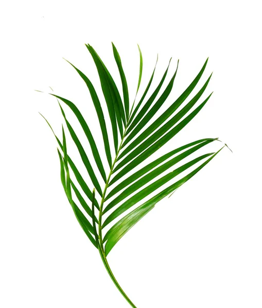 Gele Palmbladeren Gouden Rietpalm Areca Palmbladeren Tropisch Gebladerte Geïsoleerd Witte — Stockfoto