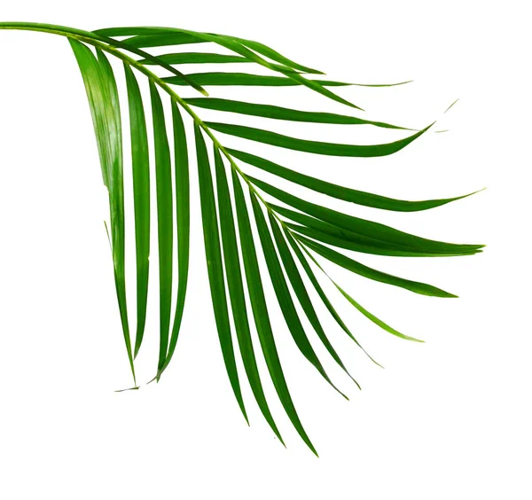 Beyaz Arkaplanda Palmiye Yaprakları — Stok fotoğraf