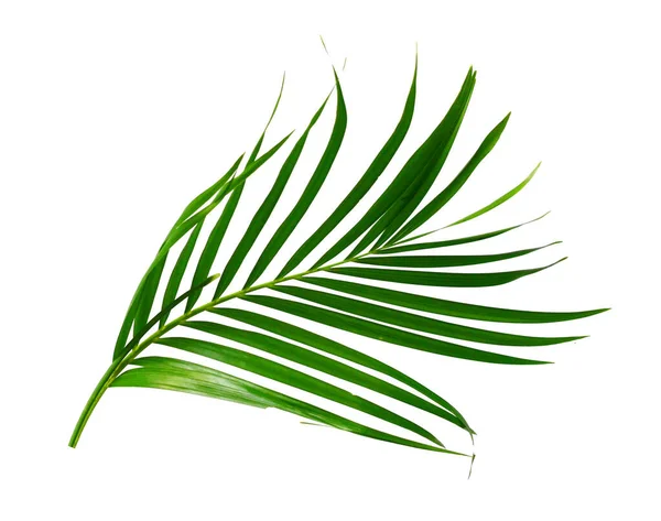 Green Leaf Palm Tree Background — Stock Photo, Image