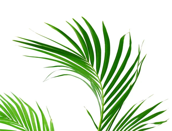 Coconut Leaf Isolated White Background — Stock Photo, Image