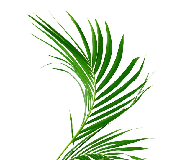 Green Palm Leaf Shadow White Background — Stock Photo, Image