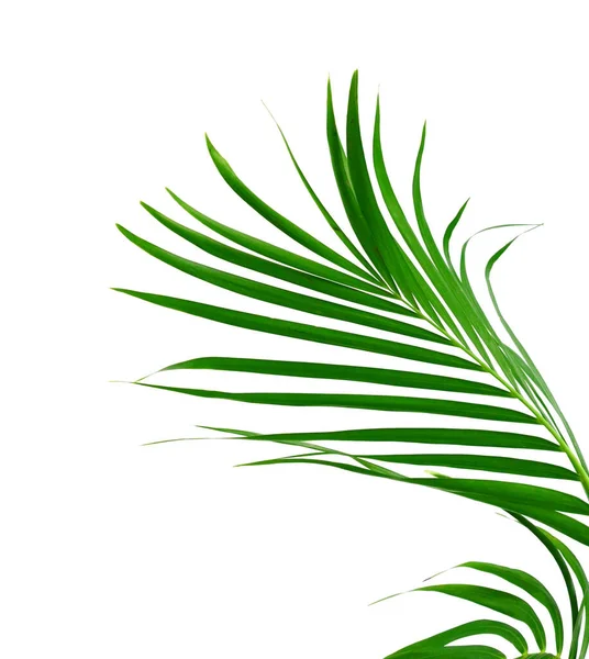 Beyaz arka planda yeşil palmiye yaprağı ve gölge