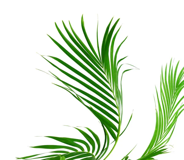 Green Palm Leaf Shadow White Background — Stock Photo, Image